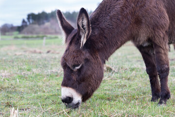 donkey eating fresh green grass in a farm field. copy for space.