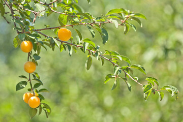 branch with yellow cherry plum fruits