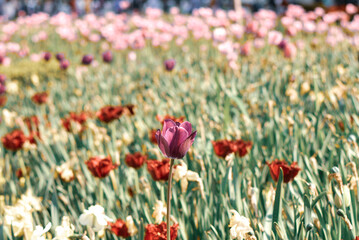 Amazing green garden with tulips, beautiful spring time