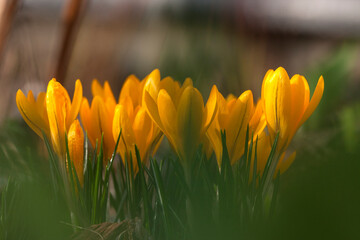yellow crocuses on a background of grass