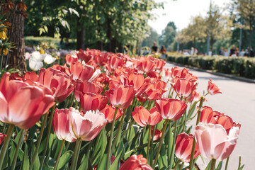 Beautiful red tulips in park, spring time