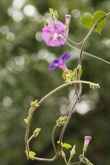 purple morning glory flowers on blurred background