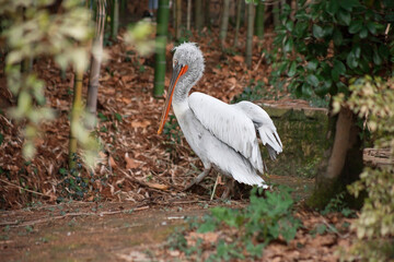 Curly pelican. A big and beautiful bird.