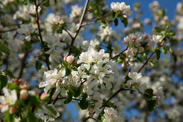 The apple tree is in bloom