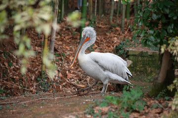 Beautiful big pelican. Curly pelican.