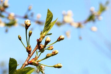 branch of a tree cherries, closed cherry buds in early spring