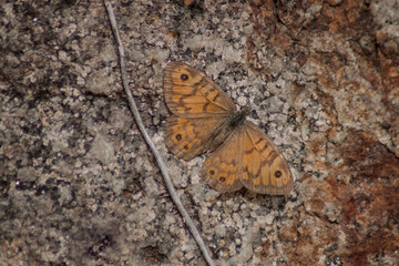 Close up of a brown butterfly with beautiful pattern settled on the stone during a warm sunny day
