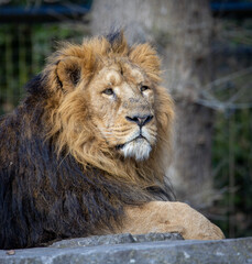 A headshot foto of a lion