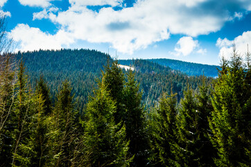A forest carpathian mountains landscape