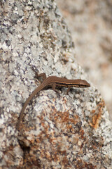 Close up of a calm still lizard sitting on a stone over the warm sunny day 