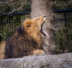 Obraz premium A lion sticking out its tounge