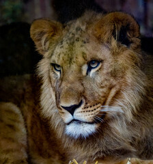 Portrait of a male lion