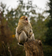 Yawning ape sitting on a pole