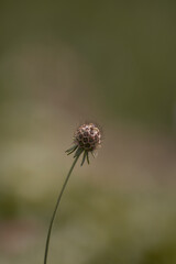 Close up view of flower in the nature in the sunny summer day