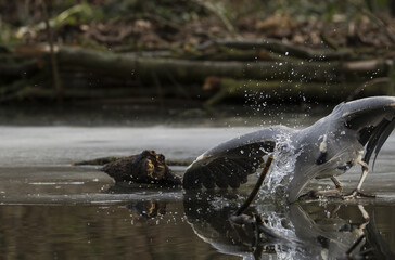 Graureiher ( Ardea cinerea) beim Jagen 