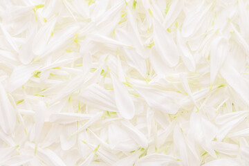 White petals of flowers as background. White chrysanthemum flower soft petals