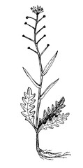 Botanical drawing of the caseweed plant, lady's-purse