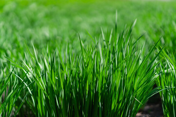 Obraz premium Lush green grass close up