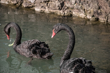 Obraz premium Beautiful black swan swimming on the pond.