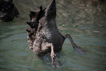 An adult beautiful Black Swan swims in a pond, in a park.