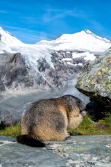 Cautious Groundhog At National Park Hohe Tauern With Grossglockner The Highest Mountain Peak Of Austria