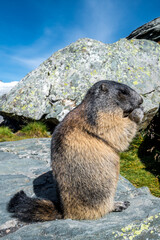 Adult Groundhog In National Park Hohe Tauern With Mountain Grossglockner In Austria