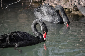 Naklejka premium Beautiful black swan swimming on the pond.
