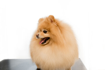 photograph of a spitz on the groomer's table. funny spitz. pomeranian at a groomer's appointment....
