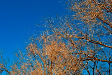 Yellow Summer trees with blue sky on the background 
