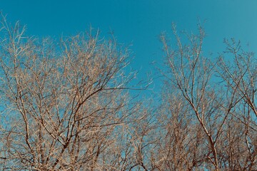 Spring trees with green sky on the background 