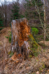 Baumstumpf mit Borkenkäferbefall