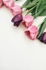 Pink and purple tulips on white background.