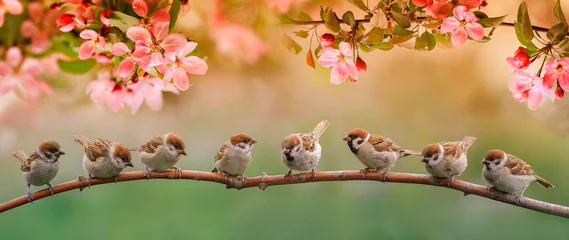 Zelfklevend Fotobehang kleine grappige vogels en vogelkuikens zitten op de takken van een appelboom met roze bloemen in een zonnige lentetuin © nataba