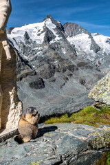 Cautious Groundhog At National Park Hohe Tauern With Grossglockner The Highest Mountain Peak Of Austria