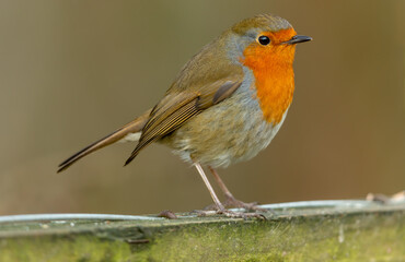 Close up of  Britain's favourite bird, a Robin Redbreast in Winter, perched on a fence and facing right.  Clean background.  Scientific name: Erithacus Rubecula.  Horizontal.  Space for copy.