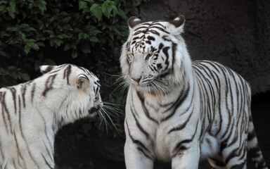 Black and White Striped Tiger