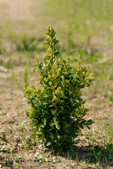A young boxwood bush grows in the garden in summer