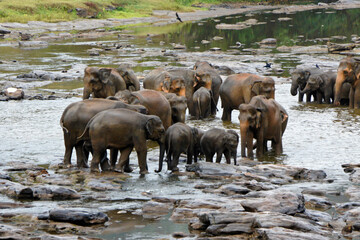 Fototapeta na wymiar Asian elephants in the river on a rainy day, Pinnawala Elephant Orphanage, Kegalle, Sri Lanka