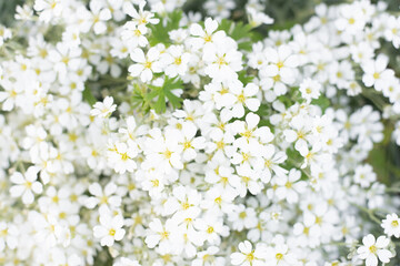 background of white jaskolka Cerastium flowers in the summer garden. Rapid flowering of groundcover flowers