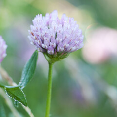 pink clover flower with dew drops on petals blooms on a summer meadow