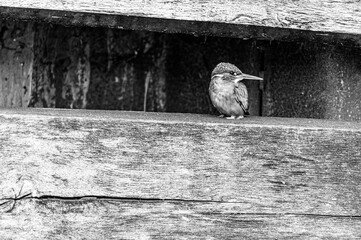 Female kingfisher, alcedo atthis, in urban town setting with reduced people activity due to the pandemic, perched on wooden boarding