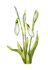 Snowdrops bloom in spring. Watercolor illustration isolated on white background. Hand drawn realistic painting