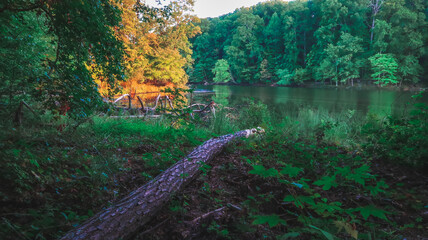 Lake In The Woods With Trees