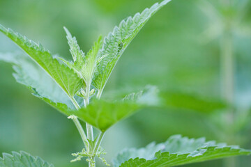 blooming nettle in a summer morning field