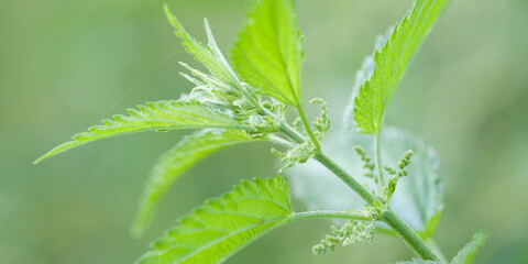 blooming nettle in a summer morning sunny field