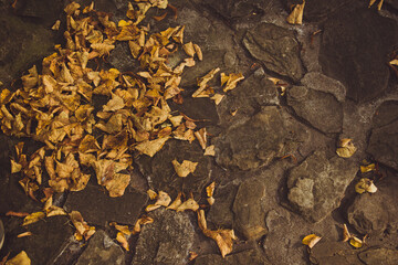 Yellow autumn fallen leaves lie on a gray rocky surface on a sunny day. Autumn leaves background. Close up photo of yellow and brown foliage on a stone walkway in the park. Yellow and gray backdrop.