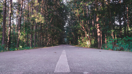 Empty Road In the park