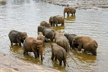 Fototapeta na wymiar Asian elephants bathing in river, Pinnawala Elephant Orphanage, Kegalle, Sri Lanka