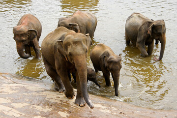 Asian elephants in river, Pinnawala Elephant Orphanage, Kegalle, Sri Lanka