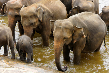 Asian elephants in river, Pinnawala Elephant Orphanage, Kegalle, Sri Lanka